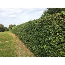 Image result for indiánská borůvka obrázek