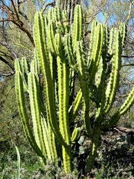 Now less that three years later it has outgrown the family home. Candelabra Cactus Horticulture Unlimited