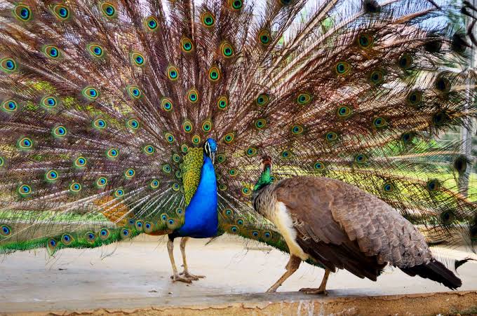 Peacock | Facts & Habitat | Britannica