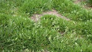 Image result for Poa