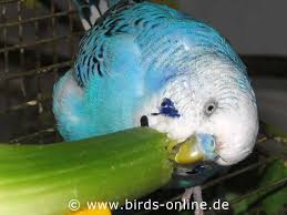 Frisches Gemuse Artgerechte Ernahrung Birds Online