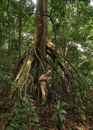 Image result for Uapaca guineensis