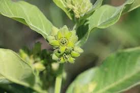 Image result for Brachycorythis ovata