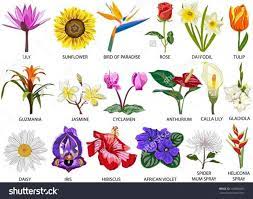 Inilah daftar nama bunga beserta gambar nya, indah, unik, cantik dan langka, lengkap dengan penjelasannya. Jenis Nama Bunga Ibrahim Majid Nursery Facebook