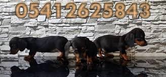 Dachshund Sosis Fiyatlari 05412625853 Kopek Yavru Kopek Sosis