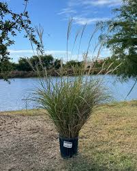 Image result for Miscanthus sinensis
