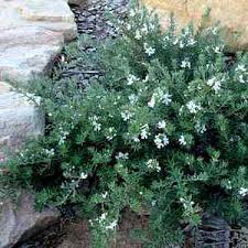 Image result for Westringia