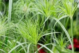 Image result for Cyperus papyrus