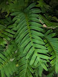 Image result for Pleopeltis  × simiana