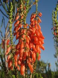 Image result for Raphionacme hirsuta