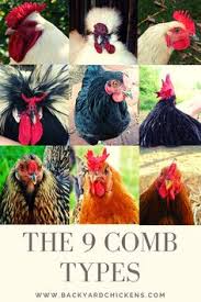 Interesting stuff for the small flock community and the humane big flock community. 490 Best General Chicken Keeping Egg Laying And Flock Management Ideas In 2021 Egg Laying Chickens Backyard Chickens