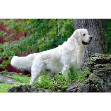 Golden retriever puppies are famously friendly and docile. English Cream Retriever