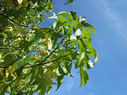 Maybe you would like to learn more about one of these? 41 Amazing Sweet Gum Tree Facts Can You Guess Them All By Kidadl