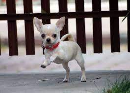 I Ve Learned To Love These Little Guys We Re On Our Second Rescue And They Re Terrific To Have In Your Life Chihuahua Cute Puppies Chihuahua Puppies