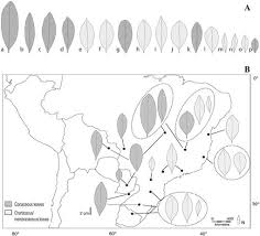 Image result for Faroa involucrata