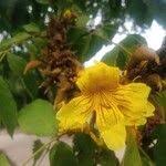 Image result for Markhamia tomentosa