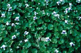 Image result for Viola hederacea