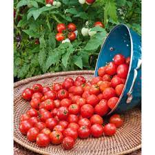 Bonnie Plants 2.32 qt. Husky Red Cherry Tomato Plant 0215 - The Home Depot