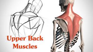 Home gym workouts 🔥upper back anatomy for training | photo & guide. How To Draw The Upper Back Anatomy And Motion Proko