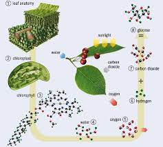 Jan 15, 2021 · plant cells are differentiated from the cells of other organisms by their cell walls, chloroplasts, and central vacuole. Is Photosynthesis Quantum Ish Physics World