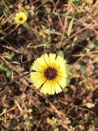 Image result for Tolpis