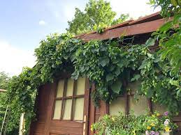 Denn entgegen der landläufigen meinung, hopfen finde nur in bier verwendung, können. Hopfenforschung Zierpflanze Hopfen Hopfenforschung
