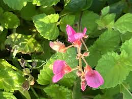 Image result for Desmodium incanum