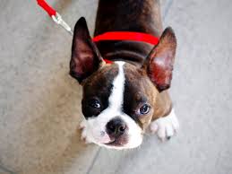 We did not find results for: How To Plan Dog Transport To Dubai Uae Petrelocation