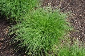 Image result for Carex mannii