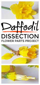 Flower Parts This Is An Awesome Flower Parts Project Activity For Children That Helps Them Understand Th Parts Of A Flower Planting For Kids Plant Activities