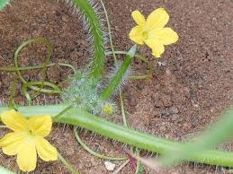 Image result for Cucumis humifructus