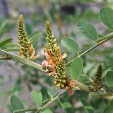 Image result for Indigofera