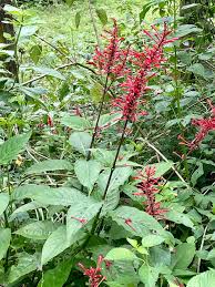 Image result for Odontonema cuspidatum