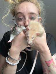 Introduction to pet rats Mike and Vinny