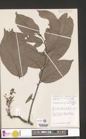 Image result for Pseudospondias