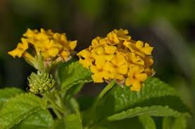 Image result for Lantana angolensis