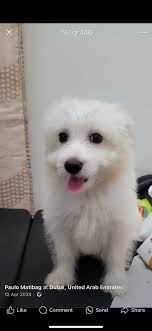 Hi expats in Zagreb! I am new here and I am looking for a small dog. Any  dog lovers here or someone know someone? I am from Slovenia and my search  extended