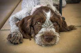 Bella A 12 Week Old German Wirehaired Pointer Pointer Puppies Griffon Dog German Wirehaired Pointer Puppy