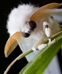 A beautiful venezuelan poodle moth. Venezuelan Poodle Moth Album On Imgur