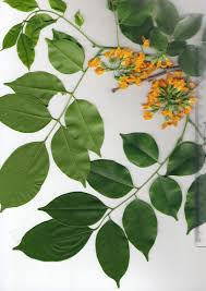 Image result for Pterocarpus
