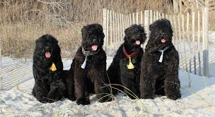 Find black russian terrier dogs and puppies from arizona breeders. History Of The Black Russian Terrier Guardian Bears Kennel
