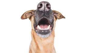See the difference platinum performance® canine can make in the health of your dog. Fascinating Facts You Never Knew About Your Dog S Teeth The Dogington Post