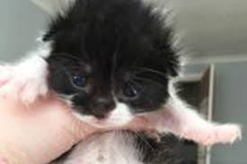 If you suspect fading puppy syndrome, make sure that you act quickly and call a vet for advice. Adorable Newborn Kittens Rescued After Being Found Abandoned And Dying In Factory Cupboard Mirror Online