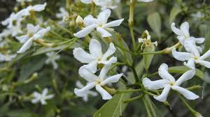 Image result for Tabernaemontana penduliflora