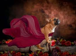Pet photography is a fun and profitable niche business that allows you to combine a love of animals with technical skill in photography. Pet Photography Ideas Popular Pet Photographers Interviews