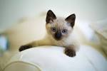 Available Siamese Kittens For Sale & Cats For Adoption