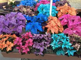 Fantasy Colored Poinsettias Poinsettia Plant Poinsettia Plants