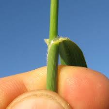 Image result for Setaria incrassata