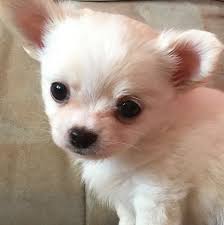 Want to discover art related to chihuahua? Wie Teuer Wurdet Ihr Diesen Hund Schatzen Welpen Chihuahua