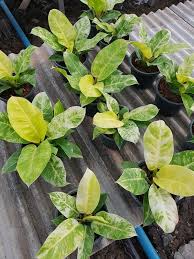 Philodendron Moonlight Variegated Cool Plants Hanging Plants Indoor Pretty Plants